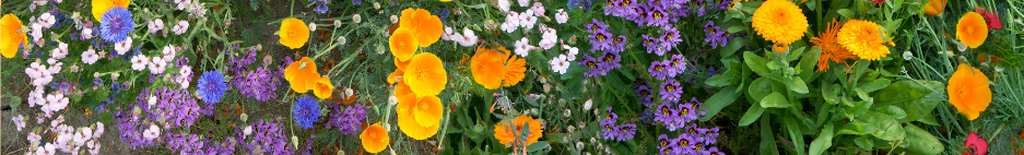 Wildflowers in a field