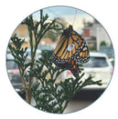 Butterfly on a pine branch