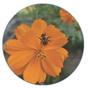 Pollinator on an orange flower